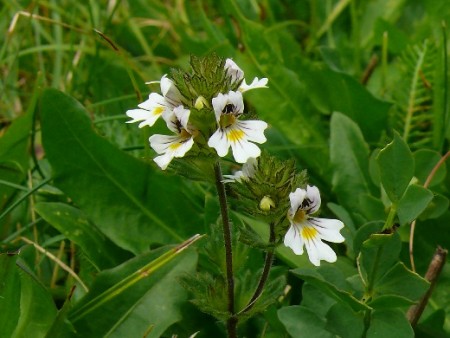 Očianka Rostkovova (Euphrasia officinalis)